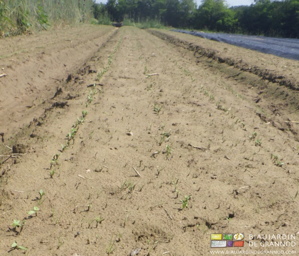 photo de l'entre-rangs de panais se garnissant de plantules d'adventices