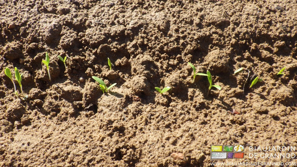photo gros plan des plantules sorties de terre et formant un rang de panais