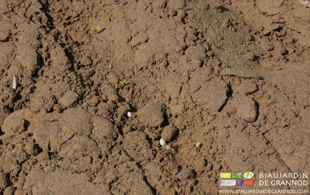 photo de germe de panais sortant de la graine enrobée d'argile couleur crème 