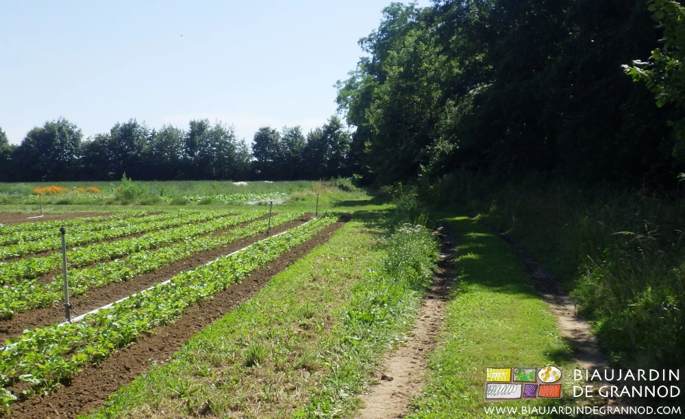 photo du carré de panais aux allées permanentes elles aussi exemptes d'adventices