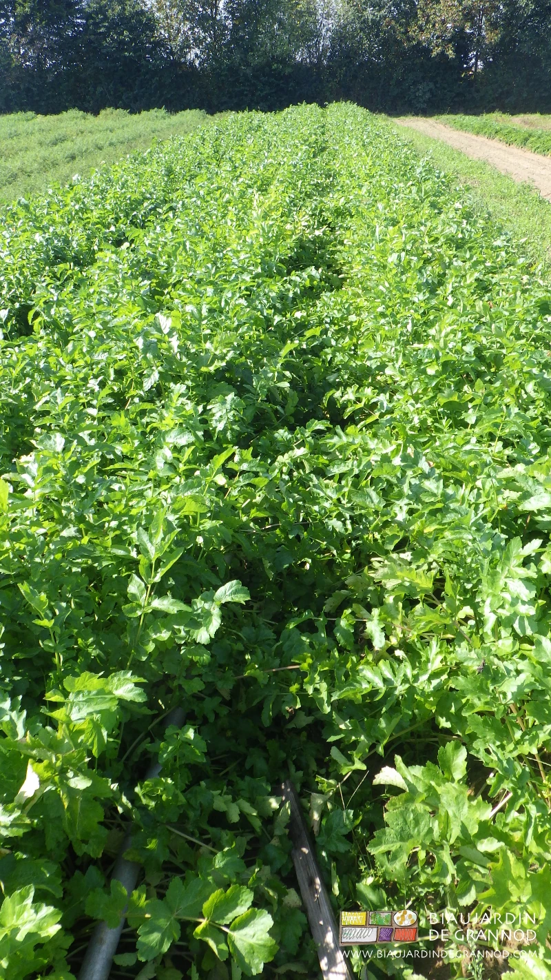photo proche des feuilles de panais très développées qui empêche le binage entre rangs