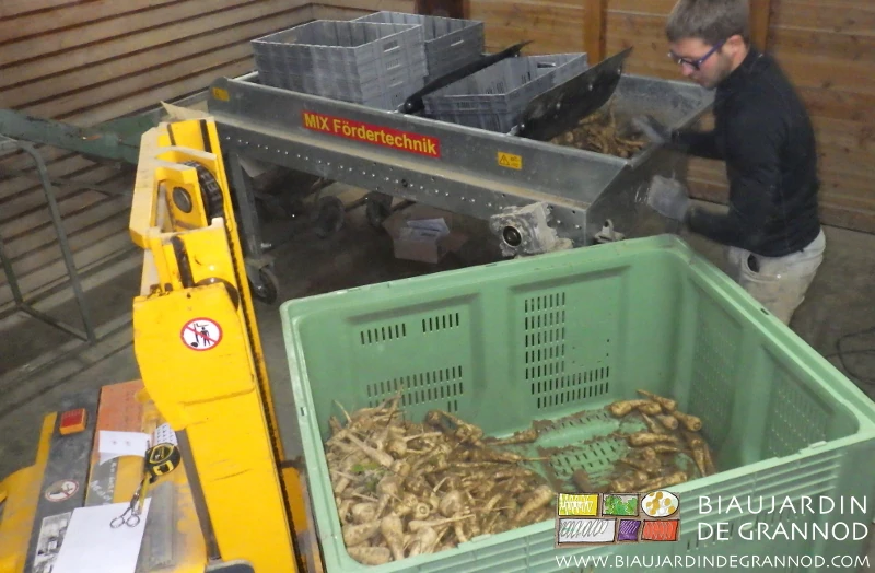 photo de Matthieu vidant manuellement les panais du palox dans la brosseuse