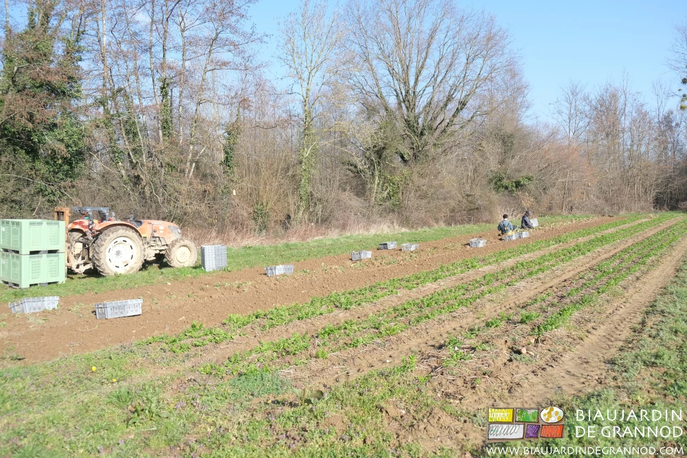 photo sous grand soleil d'hiver de récolte manuelle de panais soulevé mécaniquement