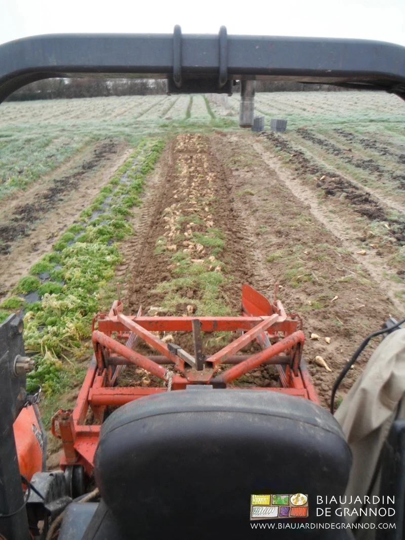 photo depuis le tracteur de l'arrachage mécanique du panais