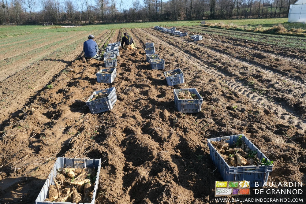 photo de l'équipe à genoux manipulant la récolte à la main pour mise en caisse