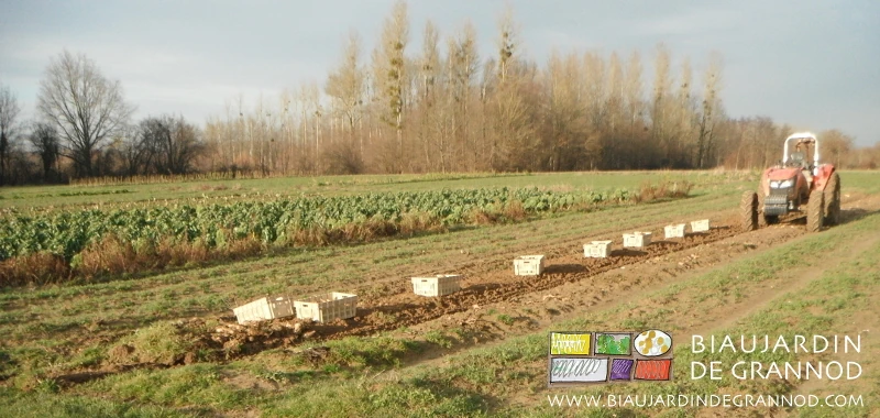 photo d'arrachage de panais sous soleil d'hiver