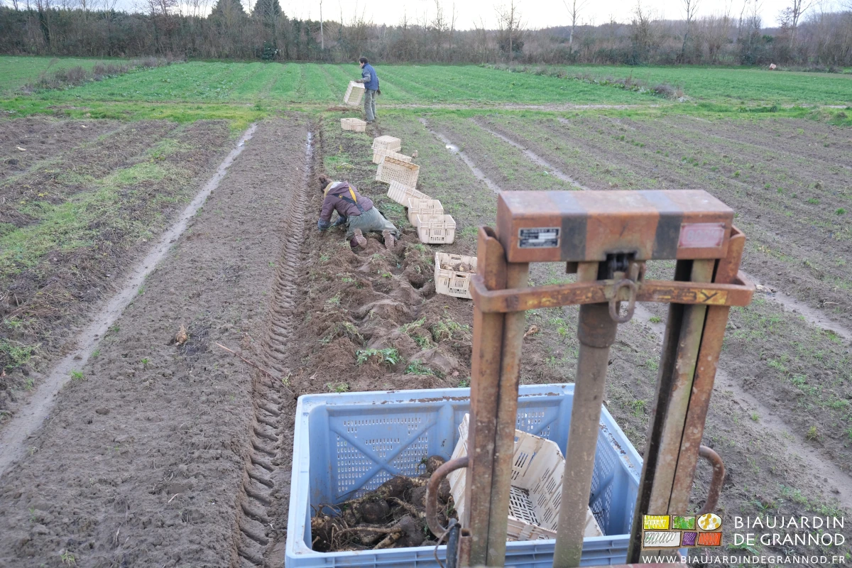 photo d'ensemble de récolte en caisse et palox par temps humide et gris