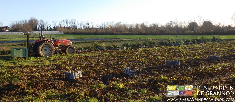 photo de chantier récolte panais tracteur et mât lève palette, palox et cagettes