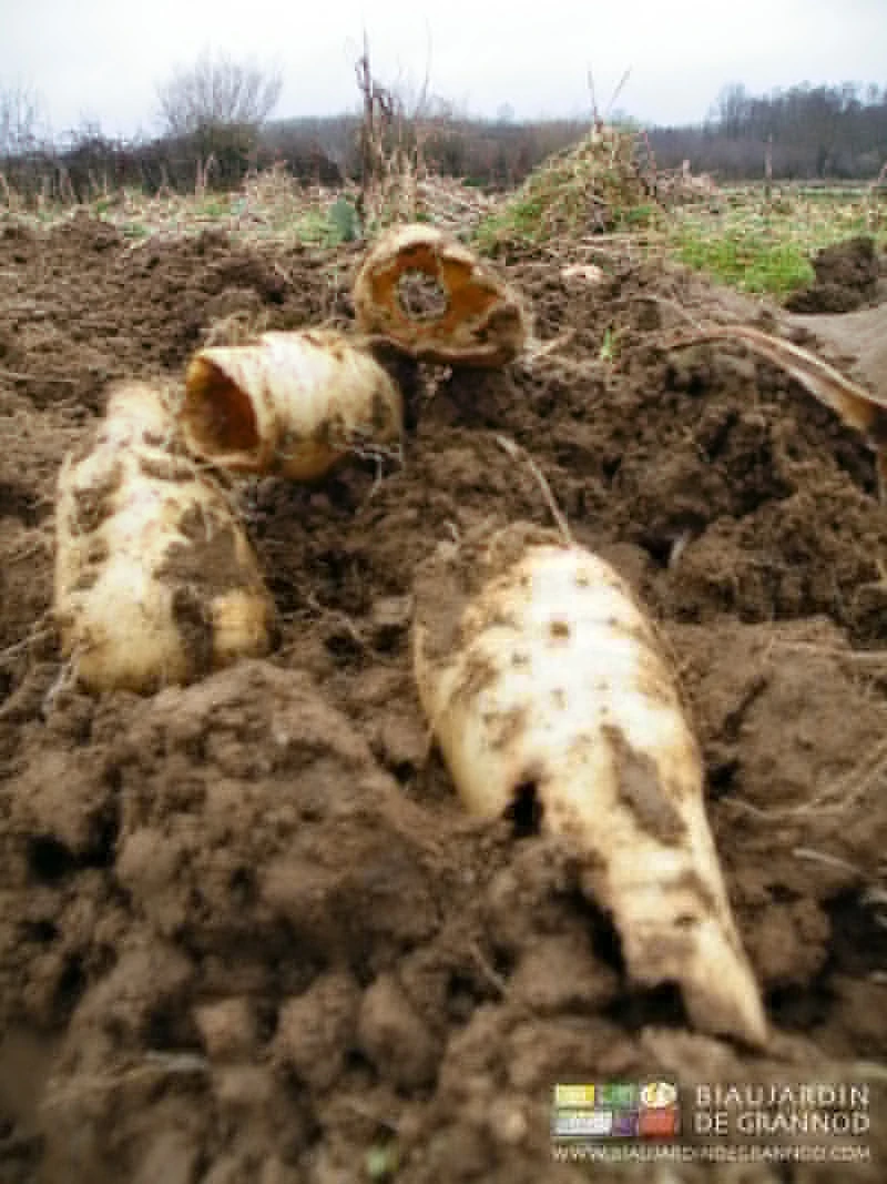 photo de racines arrachées l'intérieur complètement vidé par les rongeurs