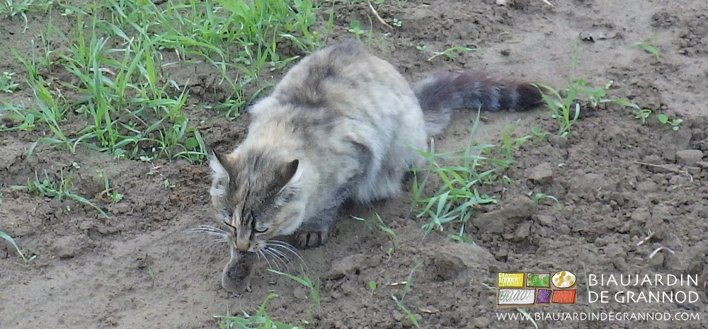 photo de chat croquant à belle dent dans un rongeur de panais qui ne sévira donc plus