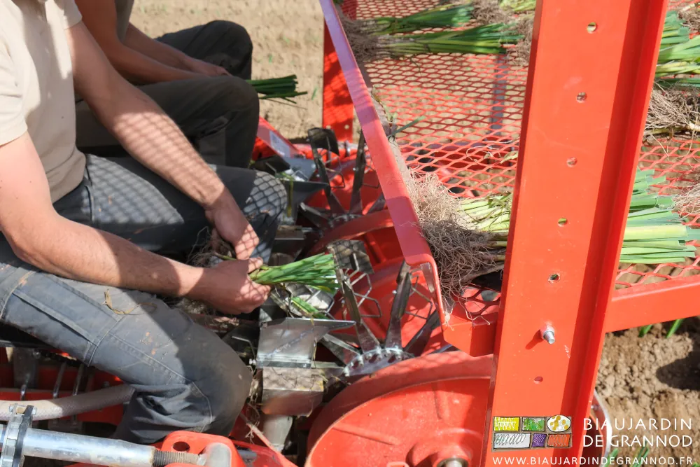 photo de 4 mains déposant les plants de poireau un à un dans les pinces des distributeurs