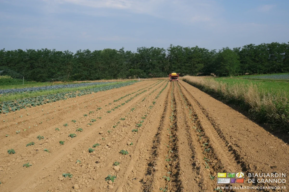 photo en enfilade de la plantation de chou dans une grande parcelle sur fond de haie bocagère