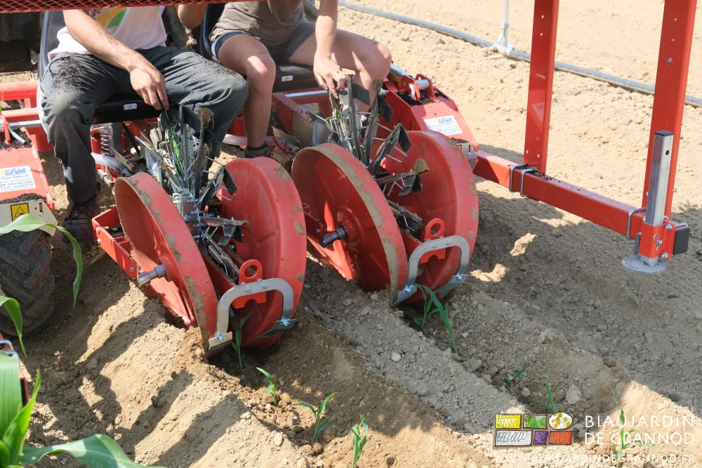 photo de mains Biaux jardinières déposant les plants de maïs dans les pinces