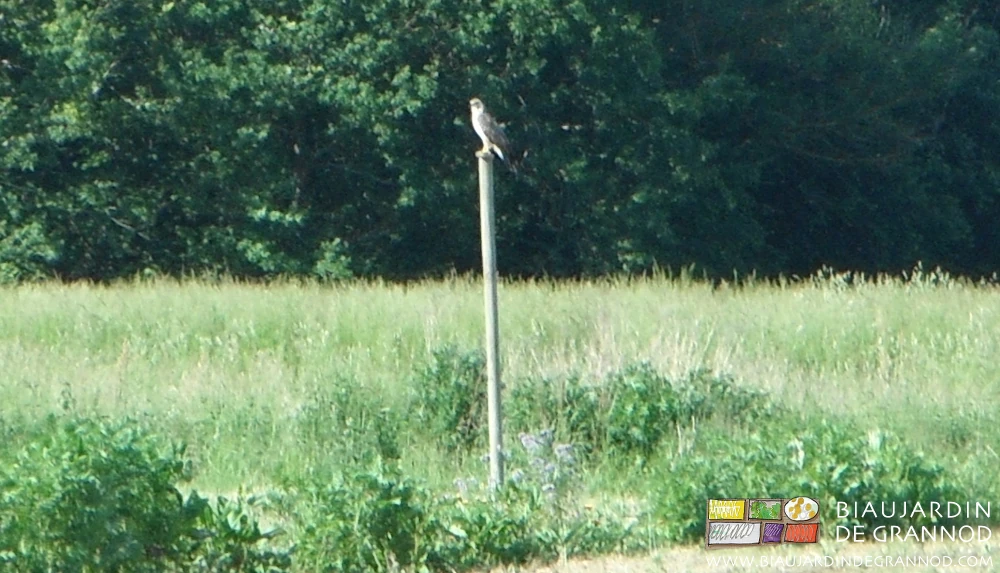 photo de buse aux aguets sur un poteau installé dans une bande fleurie
