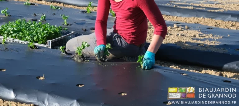 photo des 2 mains de Morgane repiquant chacune un céleri rave simultanément