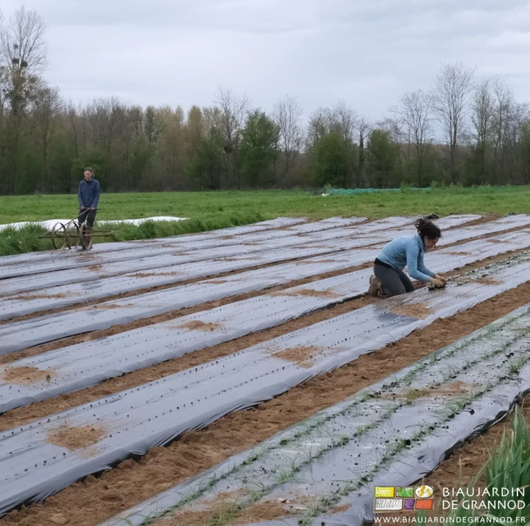 photo de Morgane plantant l'oignon pendant qu'Émilie marque au rouleau les autres planches
