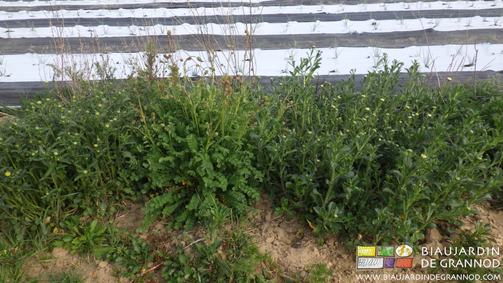photo de bande fleurie riche de marguerite et pimprenelle bordant l'échalote