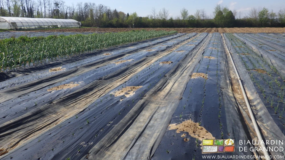 Photo du film paillage lesté d’une pelletée de terre chaque 2 ou 3 mètres