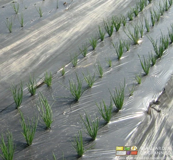 Photo de l’échalote qui se développe et occupe l’essentiel du trou de plantation