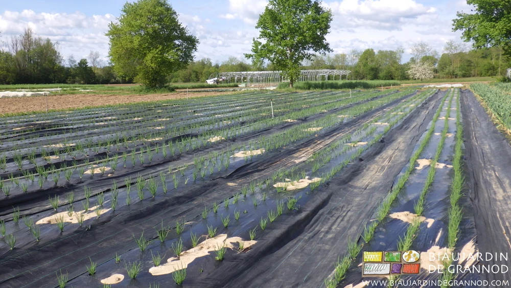 Photo des diverses variétés d’échalote qui se développent différemment