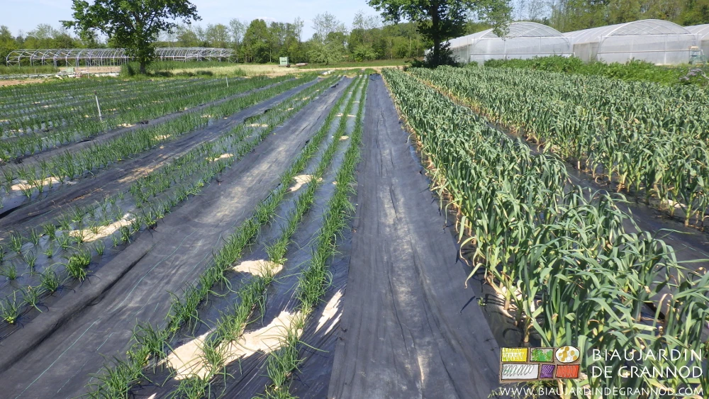Photo du carré d’échalote et d’ail tous en plein développement