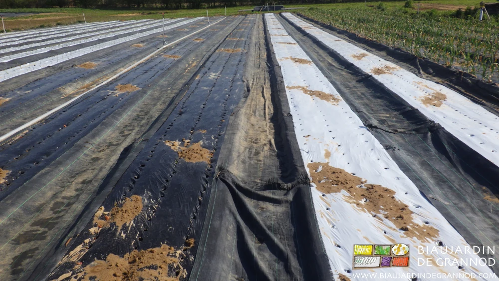 Photo de différents types de film de paillage testés pour leur comportement aux chaleurs