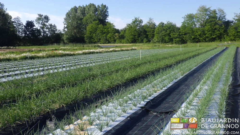 Photo d’échalote cultivée sur film noir et désherbée manuellement en culture