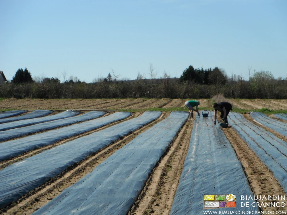 Photo de la plantation manuelle de l’échalote