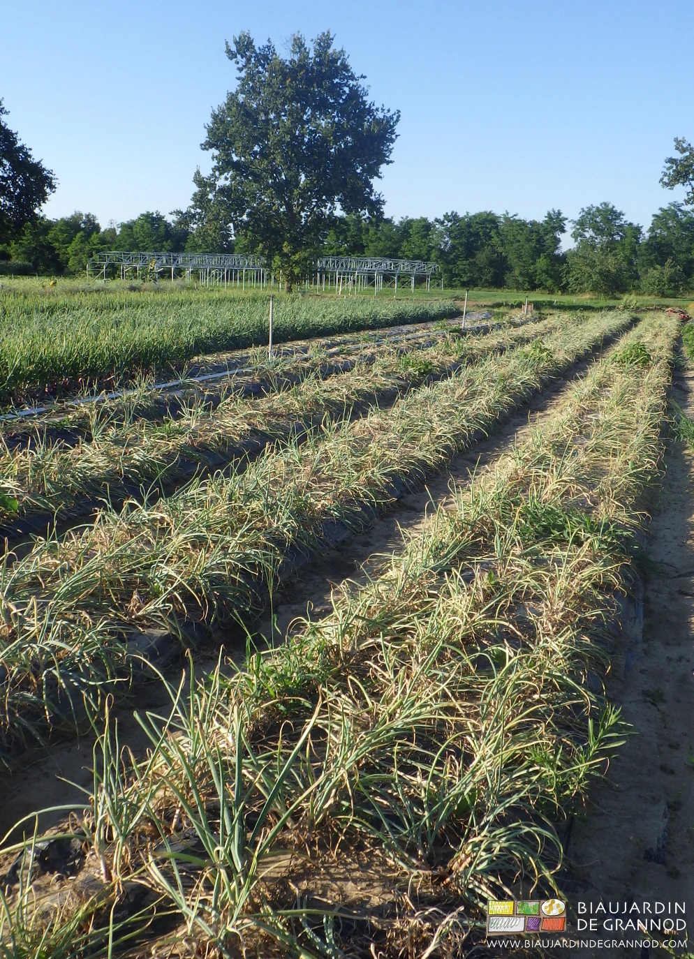 Photo de l’échalote au stade tombaison, la récolte est possible pour séchage par ventilation