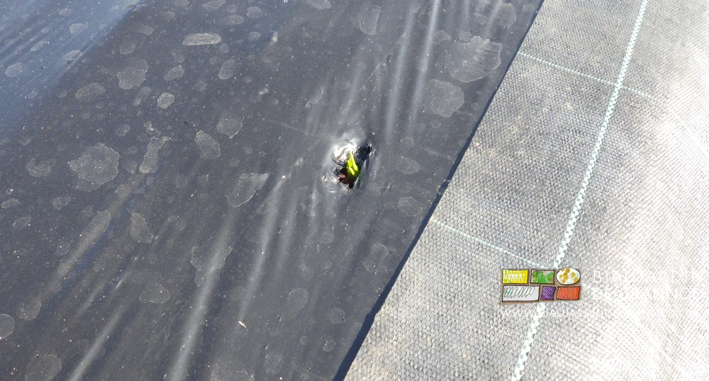 Photo d’une échalote qui commence à sortir à travers le paillage par le trou de plantation