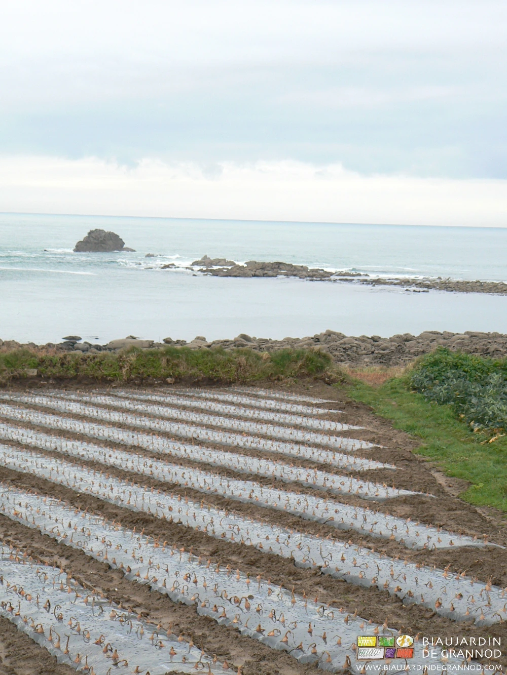 photo à l'ile de Batz d'une parcelle d'échalote sur film paillage noir en bord d'océan