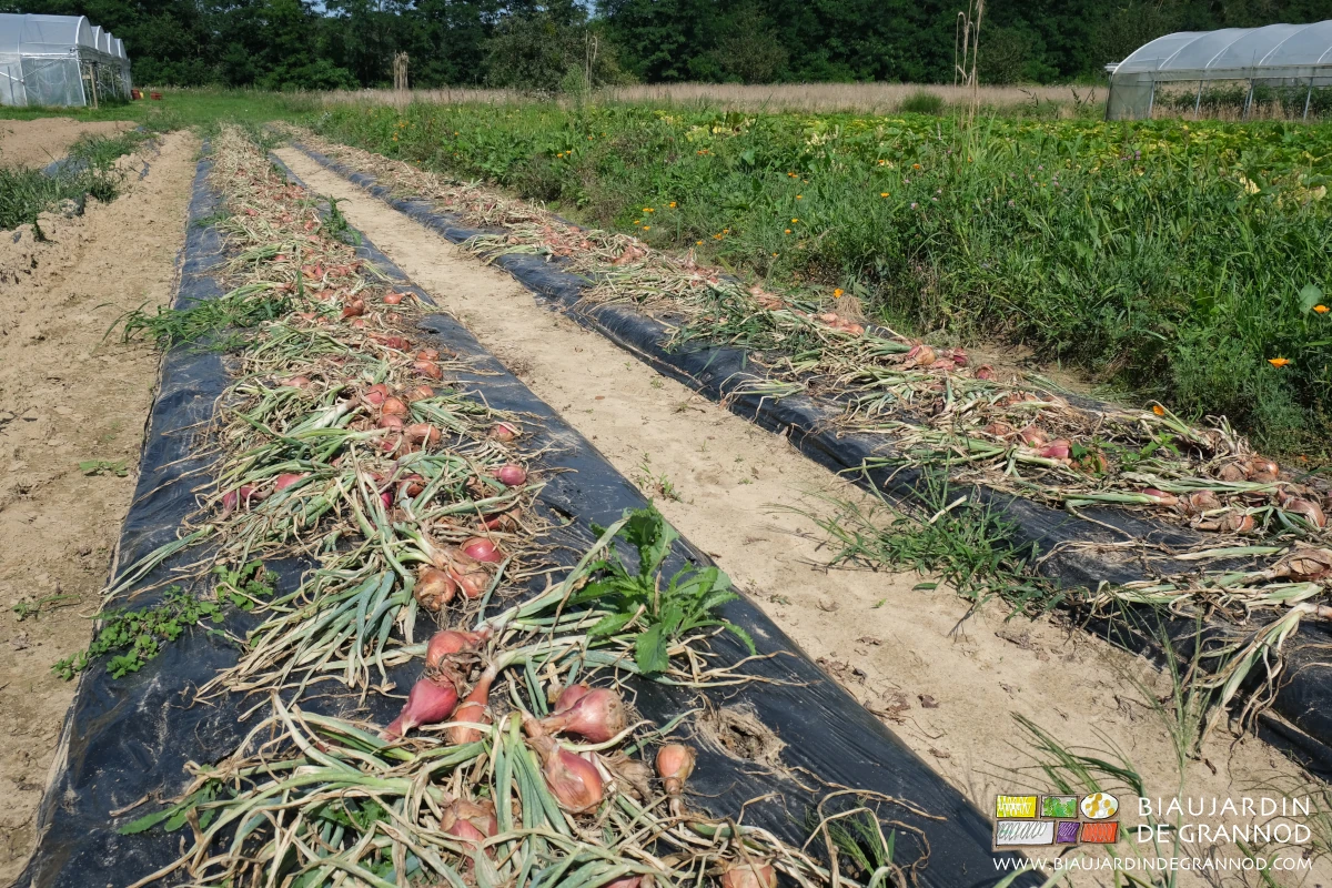 photo d’échalote précoce arrachée manuellement pour pré-séchage rapide au sol avant ventilation