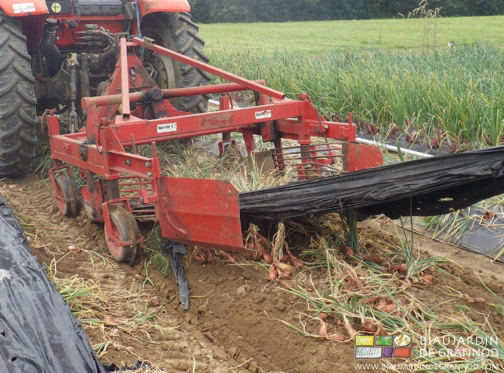 photo de l’arracheuse qui sort de terre échalote et film de paillage noir