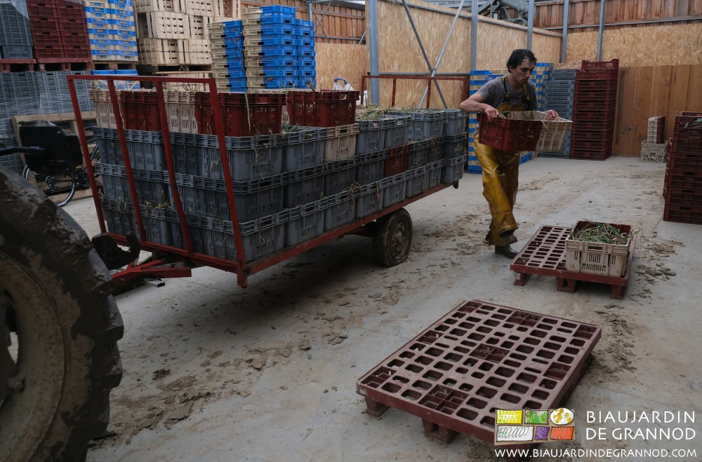 Photo de mise à l’abri de la récolte d’échalote en urgence au bâtiment