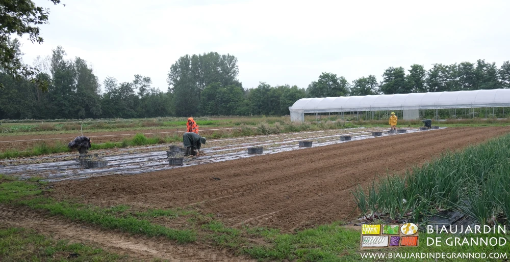 Photo de l’équipe harnachée d’imperméables pour abriter la récolte face à un imprévu météo