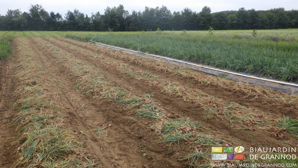 photo de l’échalote arrachée et laissée à pré-sécher sur place la journée