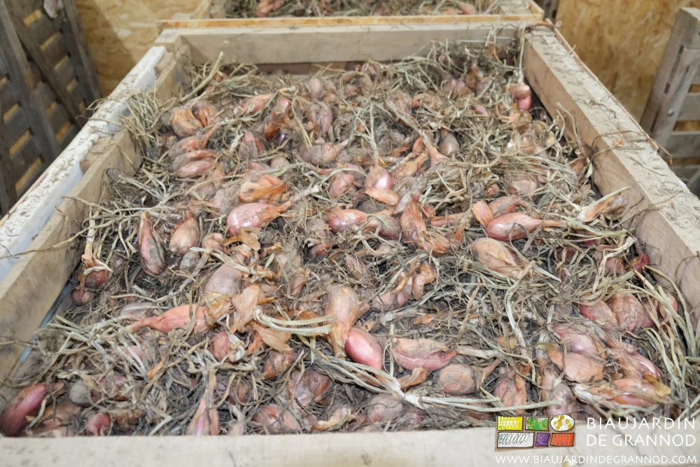 photo du palox d’échalote correctement sec après 2 semaines de ventilation contrôlée
