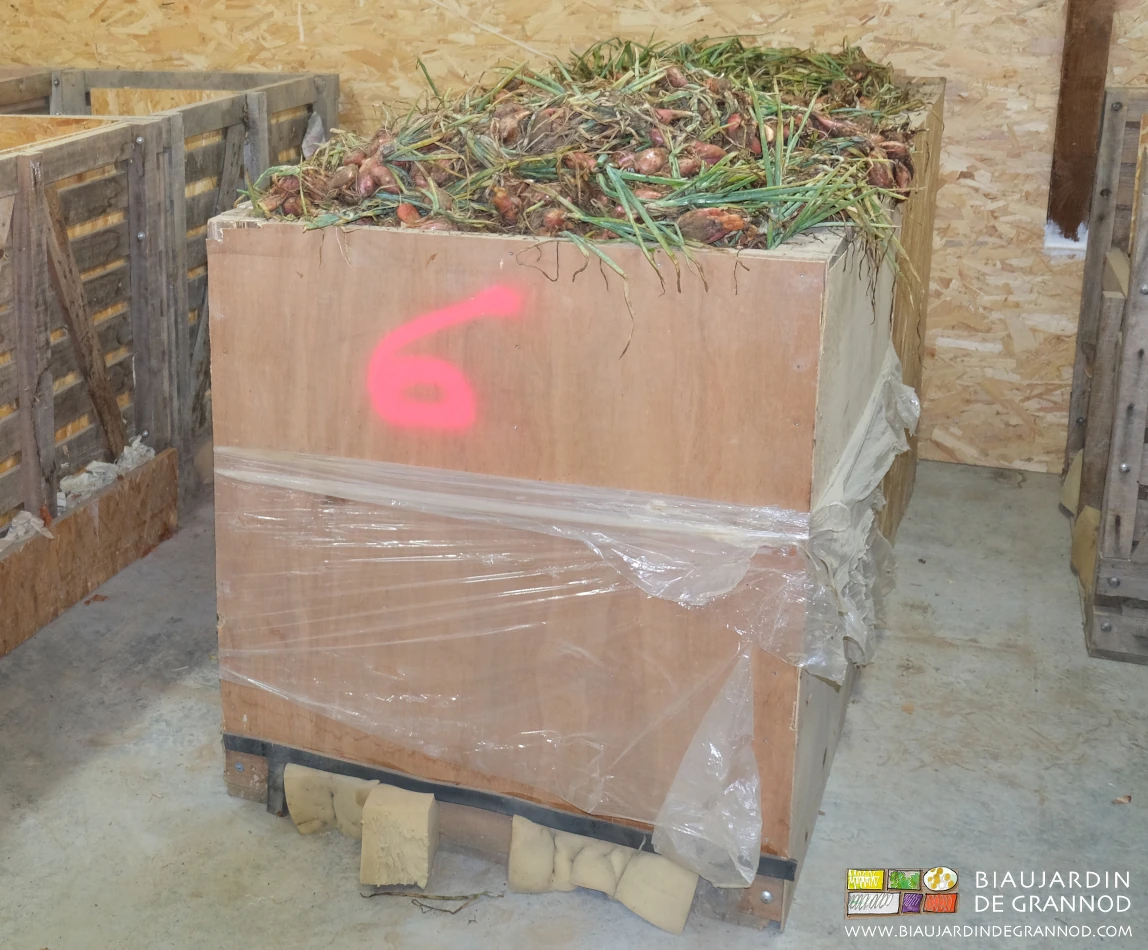 Photo de palox rempli d’échalote en tige vertes, rincée par l’averse mis en ventilation dirigée