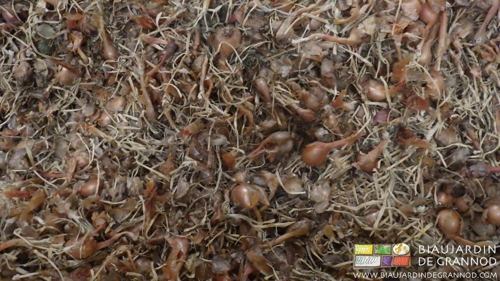 photo de palox d’échalote bien séchée, de bonne conservation y compris chez le consommateur final