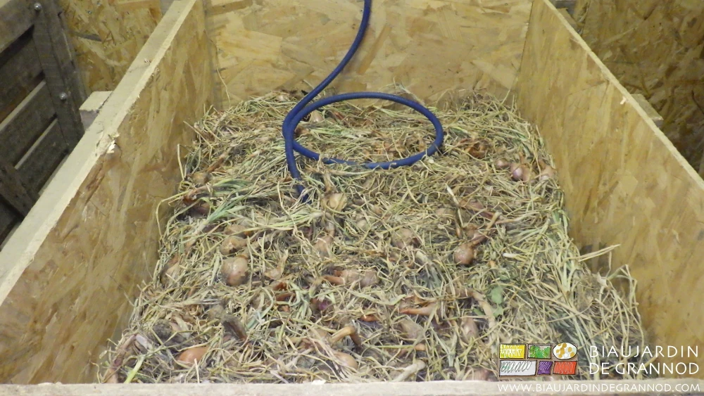 photo d’une sonde de température installée dans la masse d’échalote pour suivre précisément