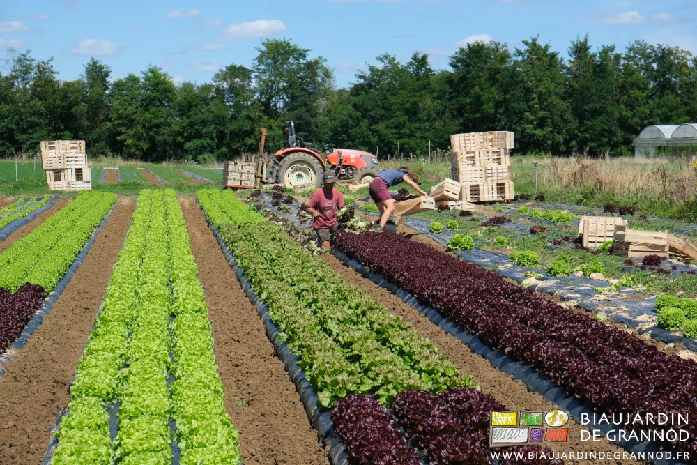 photo de belles salades sur planche paillée en biodégradable en cours de récolte en sécheresse