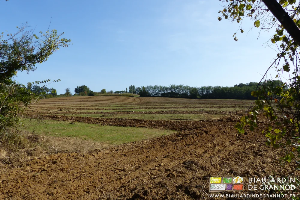 vue générale de la parcelle drainée, la trace des drains très visible