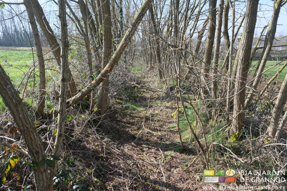 photo sur talus d'une double haie d'acacia séparés par une circulation