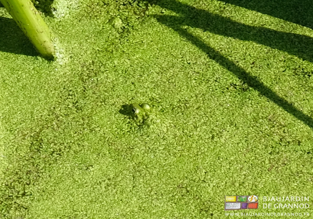 photo d'un batracien au repos dans un de nos aménagements de rétention d'eau