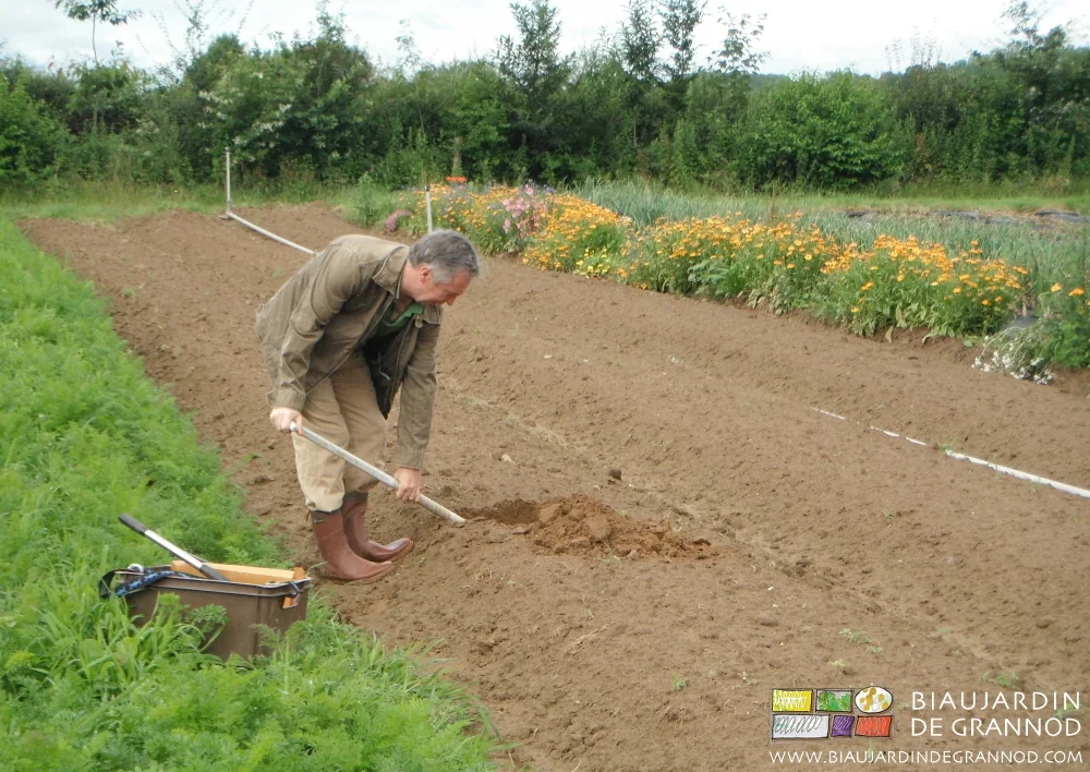 photo de Dominique faisant un trou à la bêche entre engrais vert et bande fleurie