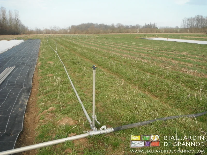 photo en fin d'hiver de tubes d'arrosage installés pour des cultures précoces en plein champ