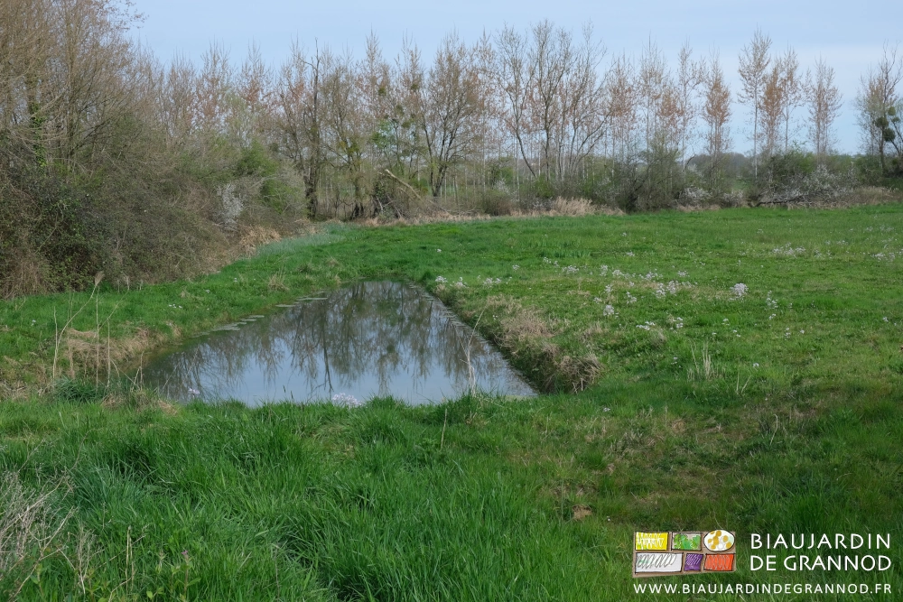 dans une prairie permanente humide, photo du bassin de rétention rempli des eaux de drainage