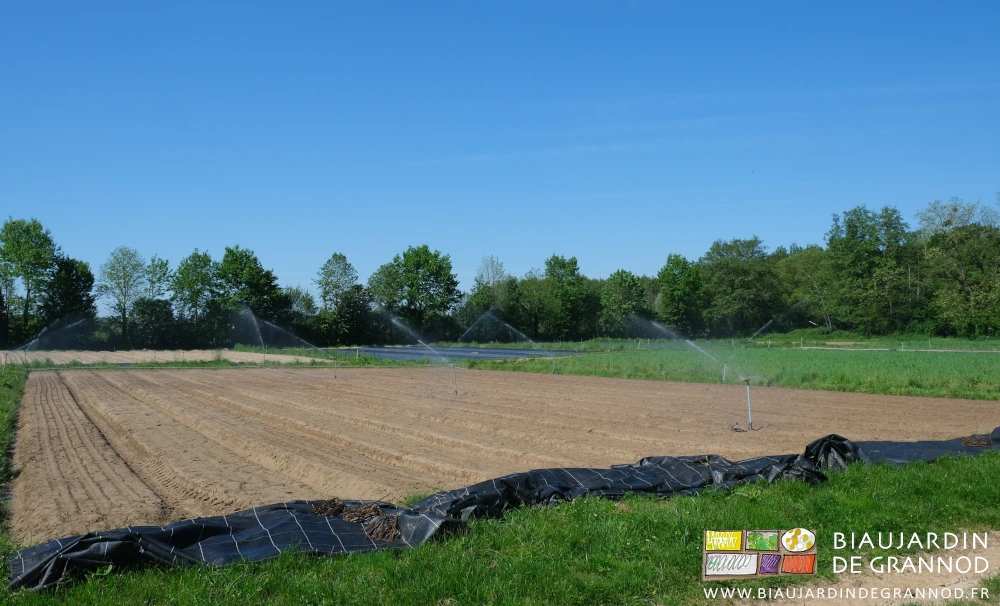 photo d'un carré occulté après semis de carotte en cours d'arrosage