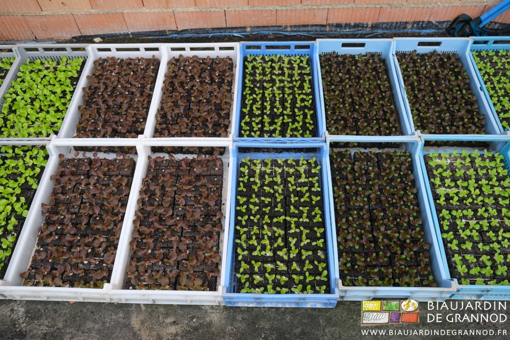 photo de caisses de mottes de laitue production Vincent Favrot