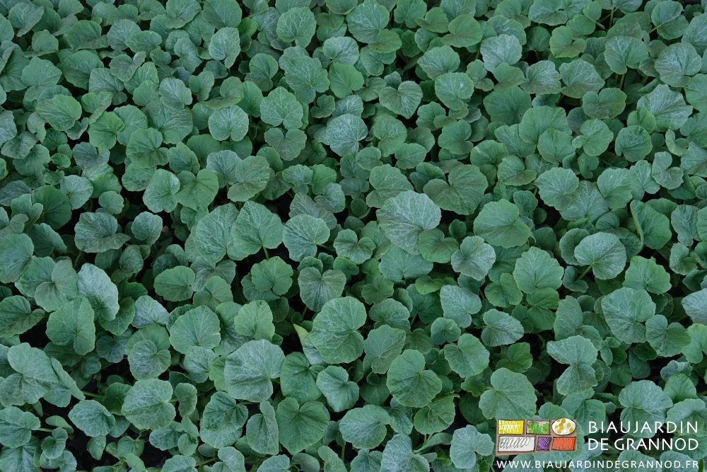 photo de courgette semée en plaques de mottes